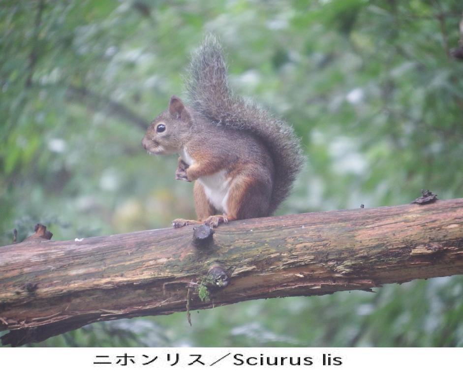 Pension Country Diary Yamanakako Exterior photo